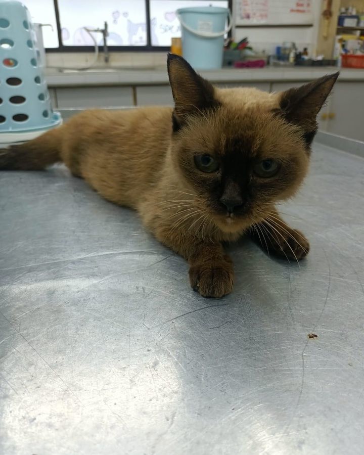 Just Brought In To Us – If This Is Your Cat, Pleas..