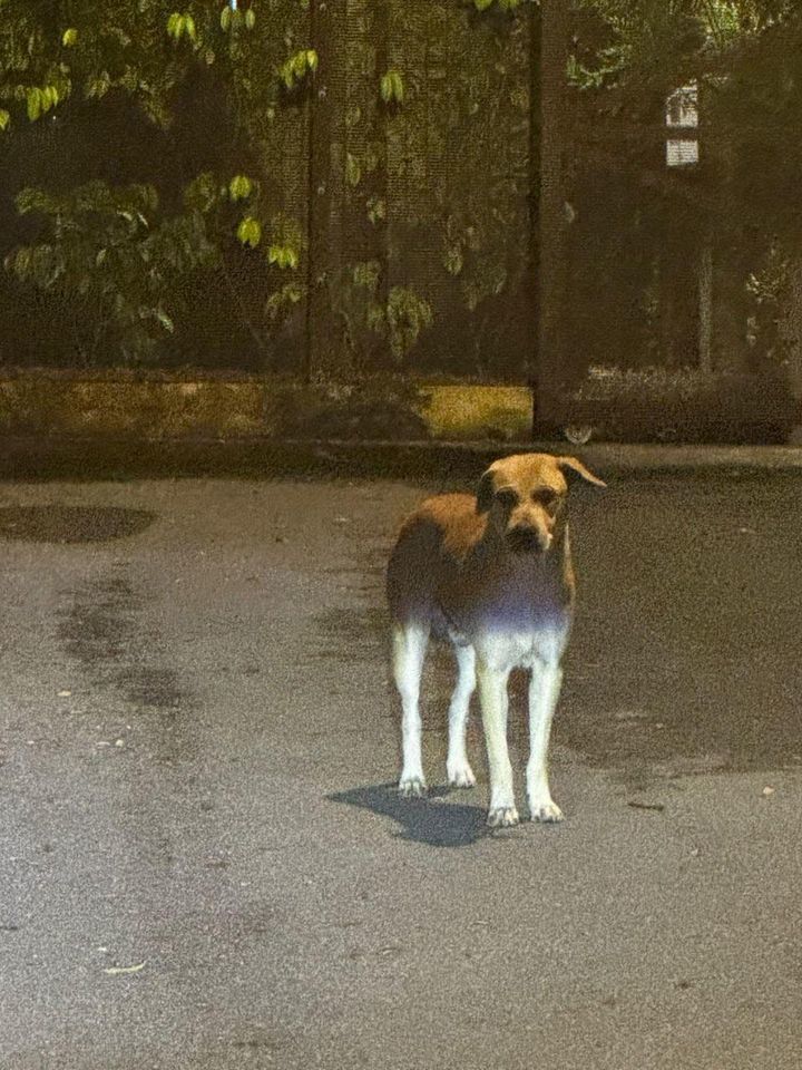 Dear Dog Lovers Of Malaysia. There Is This Dog Whi..