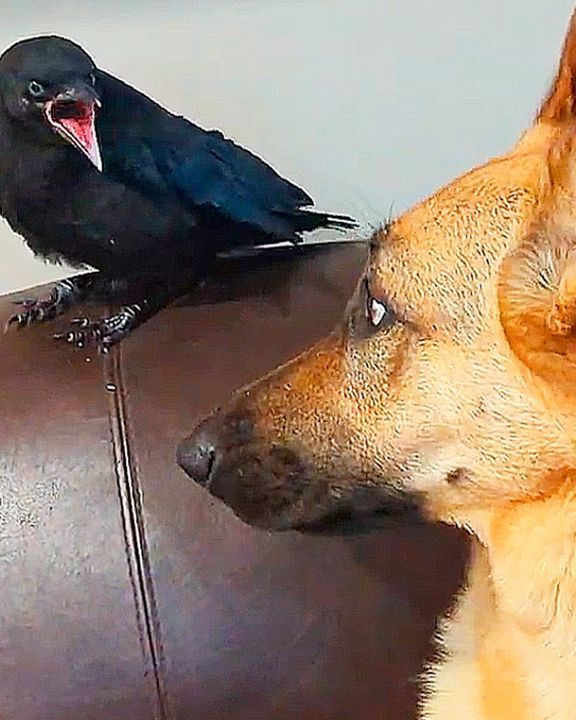 Baby Crow Thinks German Shepherd Dog Is His Mom