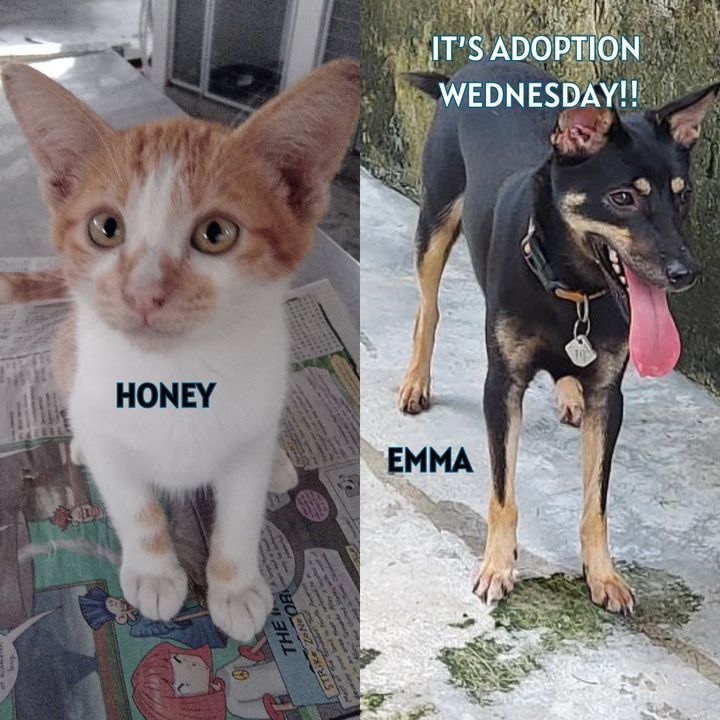 Adoption Wednesday. Names Emma Honey. Why Need For..