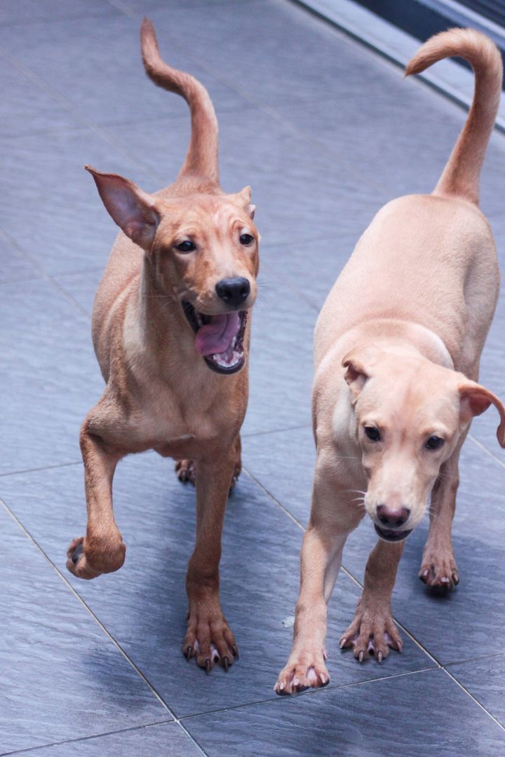 In Search Of A Loving Duo For Your Home? These Two..