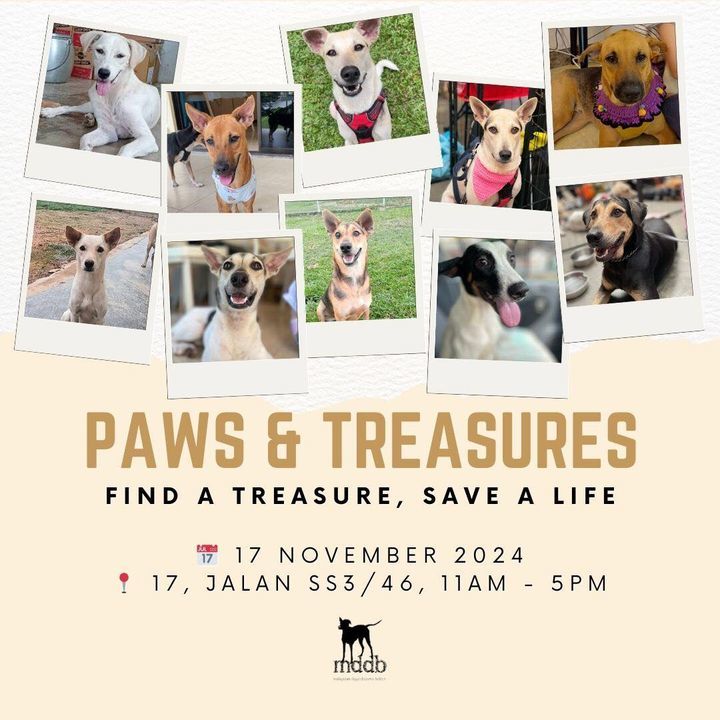 Come Visit Us At Paws Treasures This Sunday Not On..