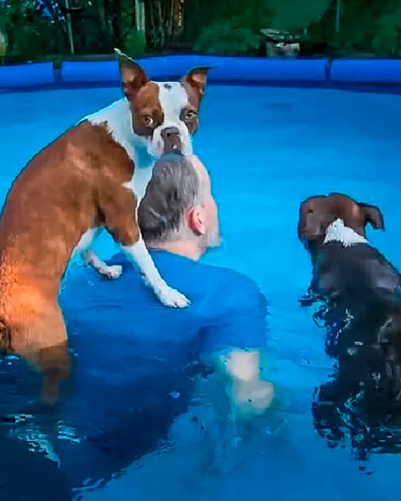 Dog Teaches A Puppy Everything About Swimming