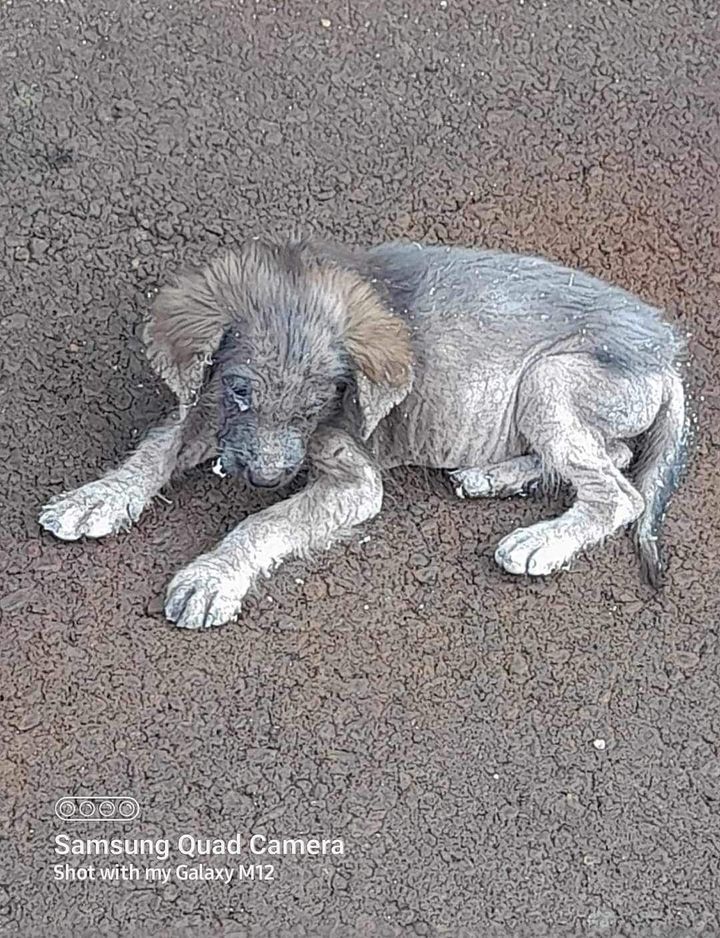 Friends.sesiapa Blh Ambil Bela Anak Anjing Ini.jan..