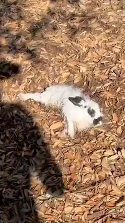 Bunny Was Abandoned In A Park