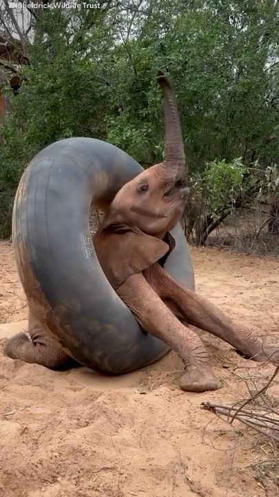 Baby Elephant Loves To Steal Treats