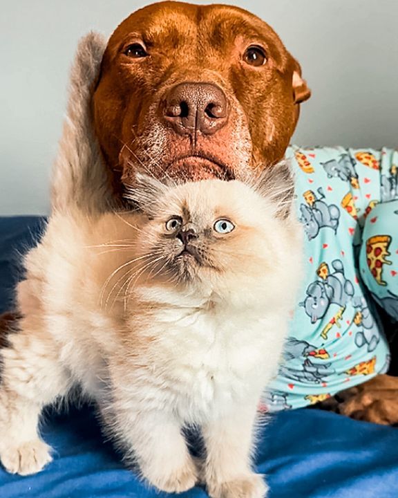 Giant Dogs Meet Tiny Kittens