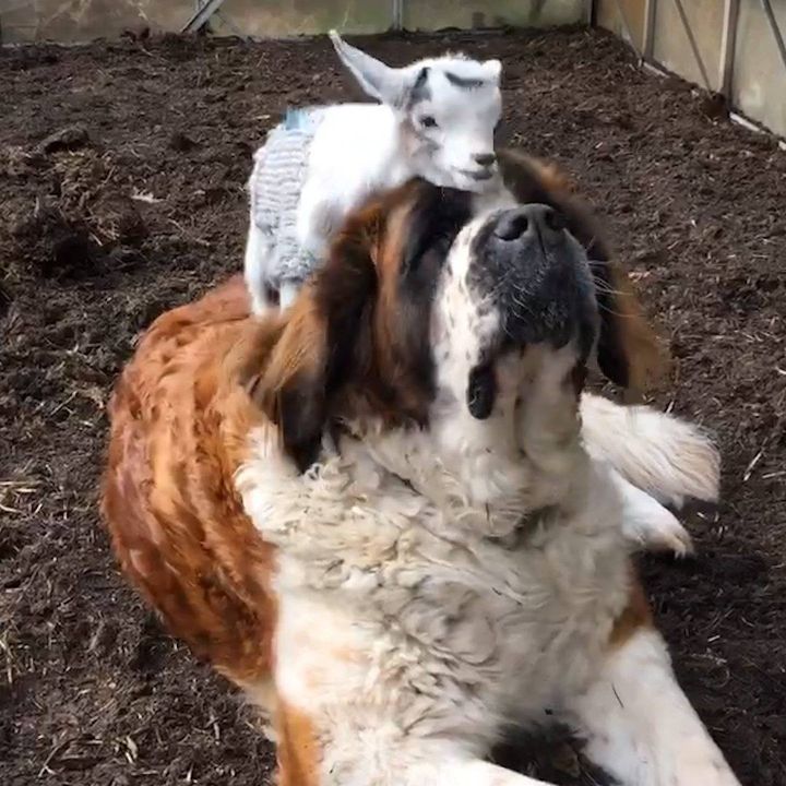 Huge Dog Is So Patient With Her Little Goat Brother