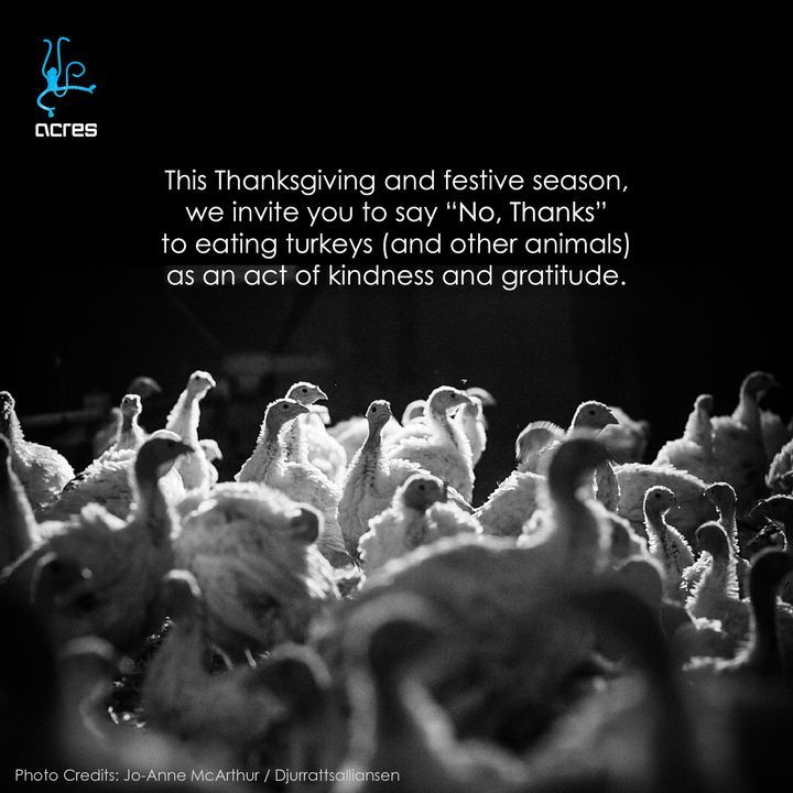 This Thanksgiving And Festive Season, We Invite Yo..