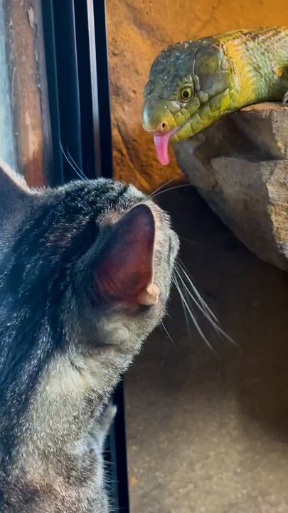 Cat Runs To Greet Her Lizard Brother