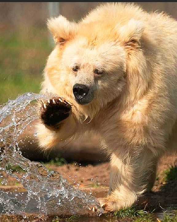 These Bears Are Finally Free