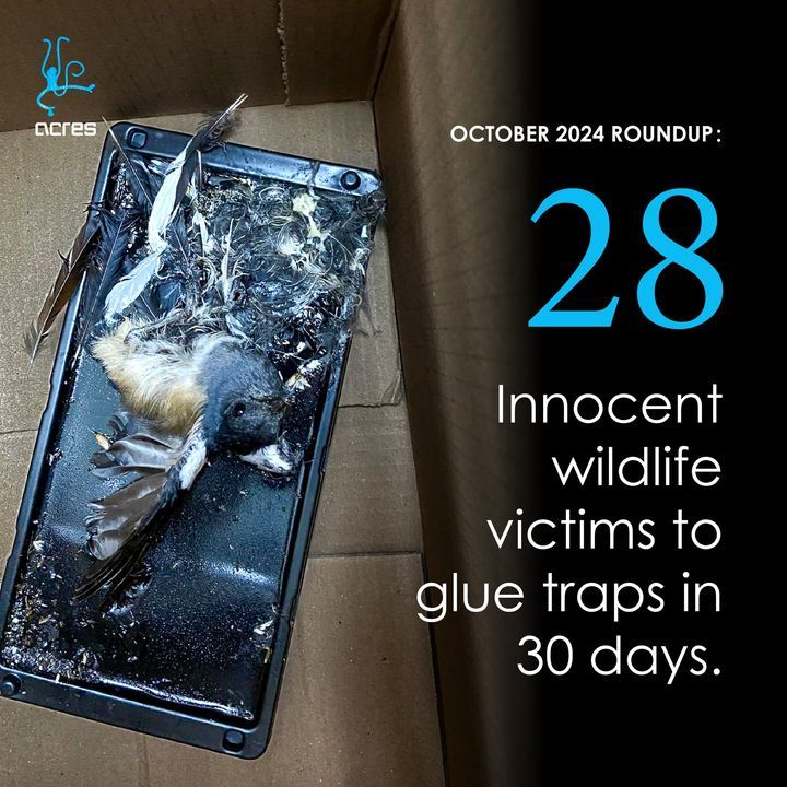 October 2024 Saw 28 Glue Trap Victims, And As Expe..