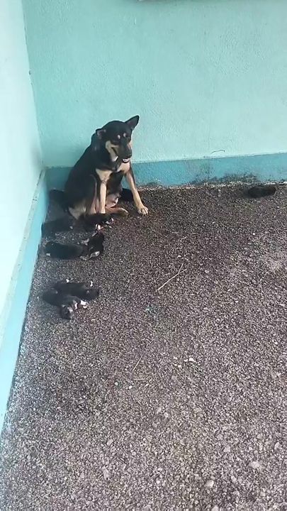 Hi,. Regarding Mama Dog And Her 10 Babies,i Found ..