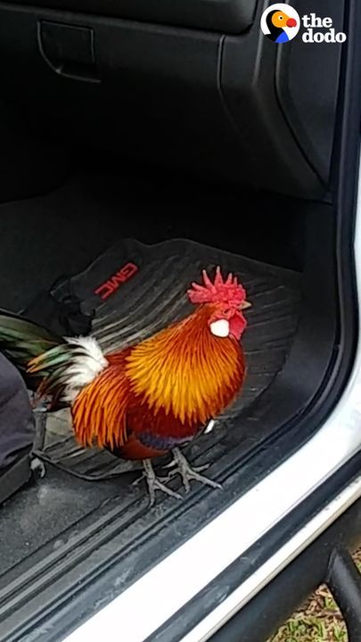 Abandoned Rooster Jumps Into Couple’s Truck And Goes Home With Them