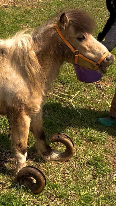 Neglected Pony’s Hooves Grew Into Long Spirals