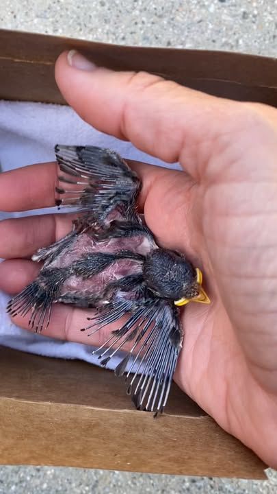 Injured Baby Bird Was In The Right Place At The Right Time