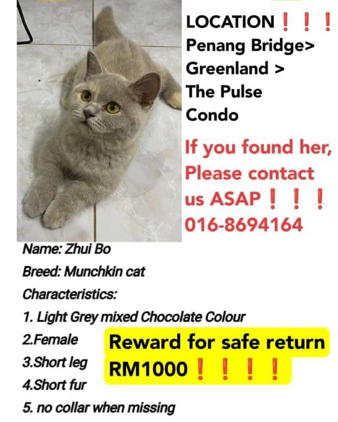 Update Cat Found. Cat Lost Around 4pm Yesterday, A..