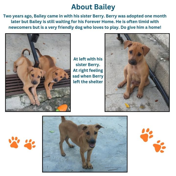 Adoption Wednesday. Names Bailey Fiona. Why Need F..