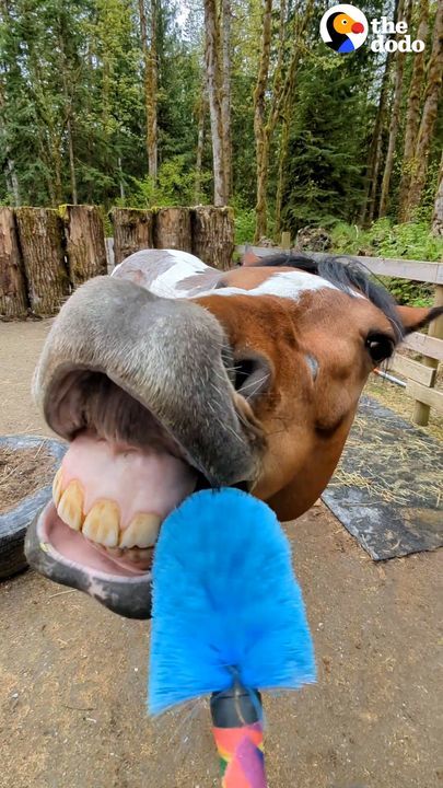 Watch How This Woman Turns Her Aggressive Rescue Horse Into A Cuddlebug