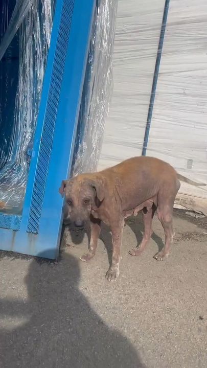 Help Needed To Rescue Three Dogs From A Factory Ar..