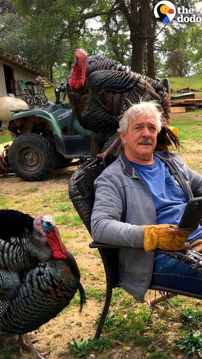 Wild Turkeys Are Deeply Obsessed With This Man!