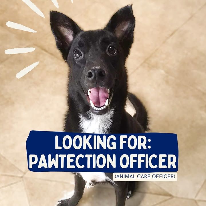 Join Our Team At The Spca. We Are On The Lookout F..