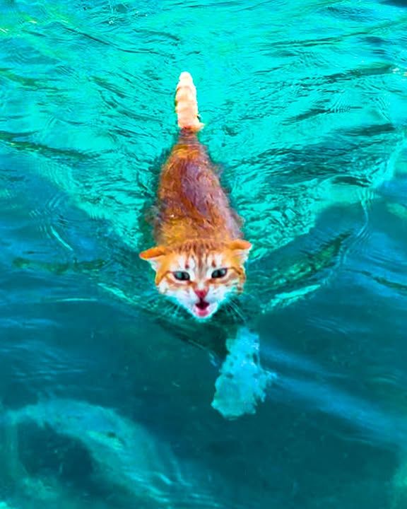 Two Cats Jump In Water And Swim