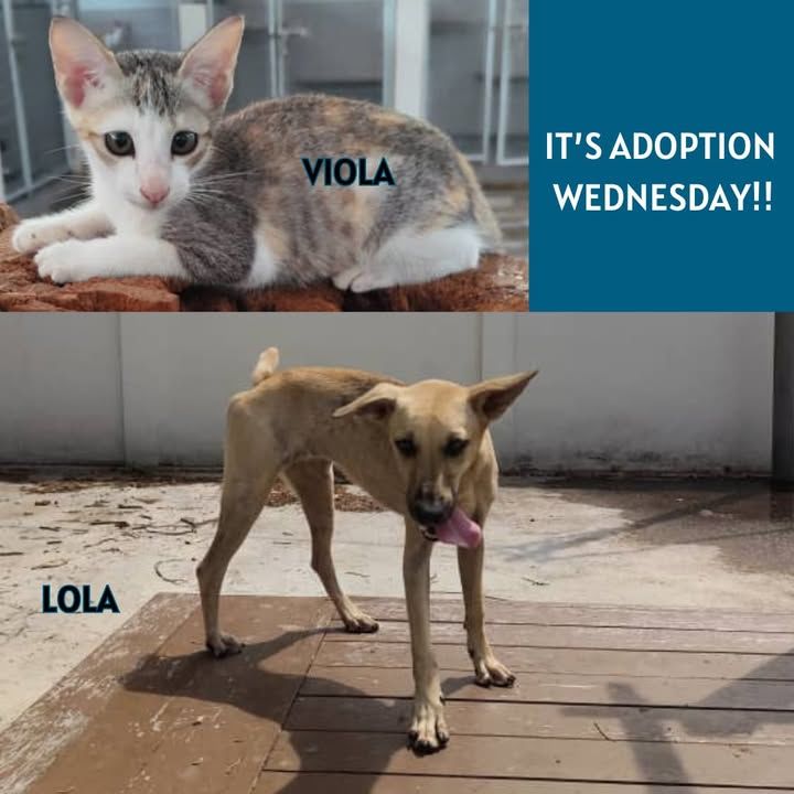 Adoption Wednesday. Names Lola Viola. Why Need For..