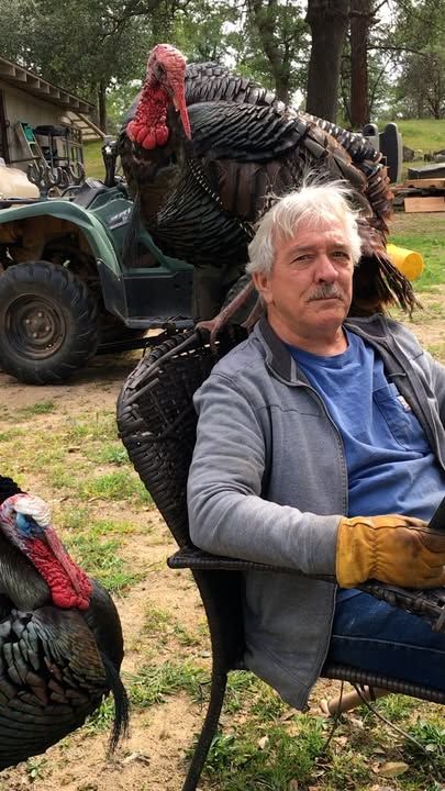 Guy Who Raised Wild Turkeys Won’t Leave Him Alone Now