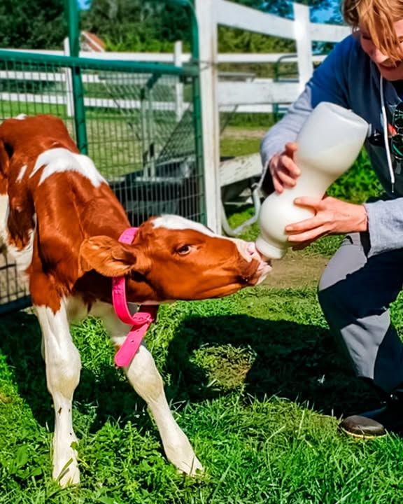 Baby Cow Was Saved At Two Weeks Old