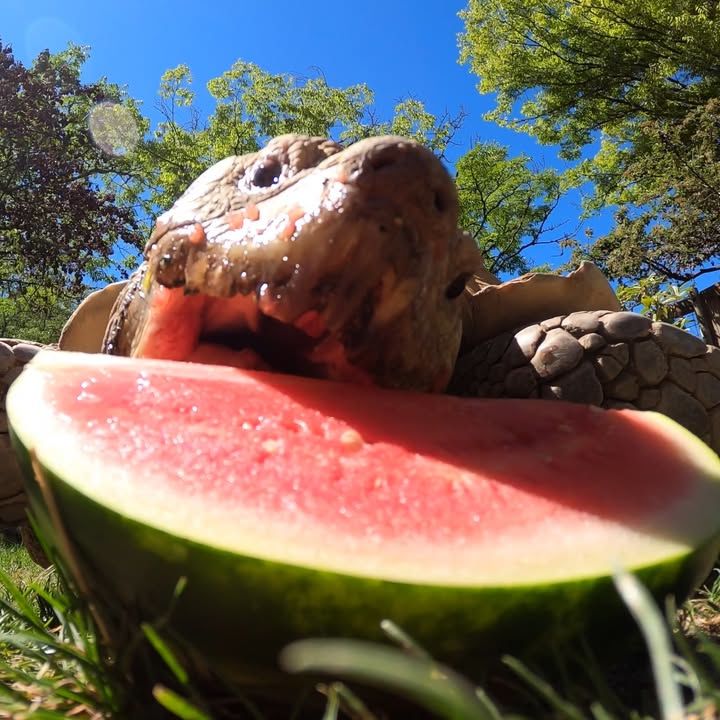 Hungry Tortoise Goes On A Watermelon Hunt