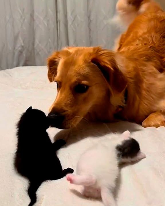 Golden Carefully Plays With Kittens