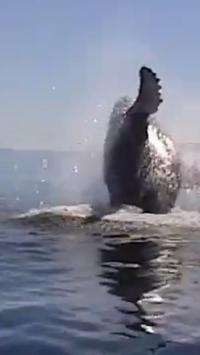 Diver Thought It Was Too Late To Save Lifeless Humpback Whale Until…