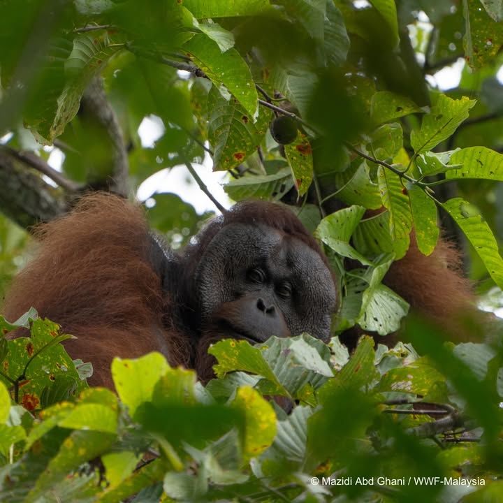 In The Fight To Conserve Orangutans And Their Fore..