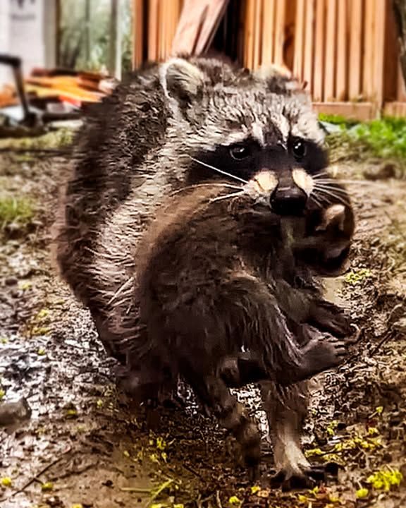 Four Baby Raccoons Were Found In A Box