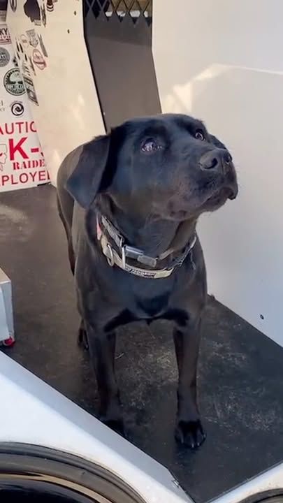 Police Dog Won’t Stop Smiling Once Dad Mentions "Work"