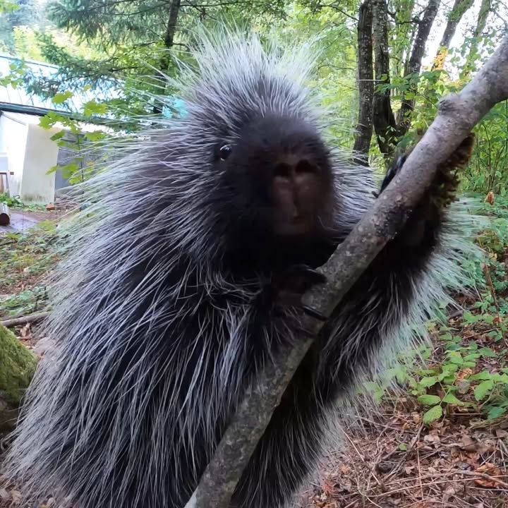 Adorable Porcupine Goes On A Hike