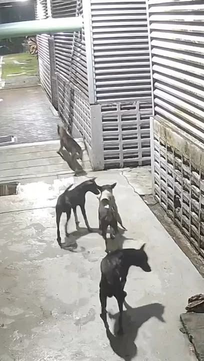 Cctv Serangan Anjing Terhadap Kucing Um