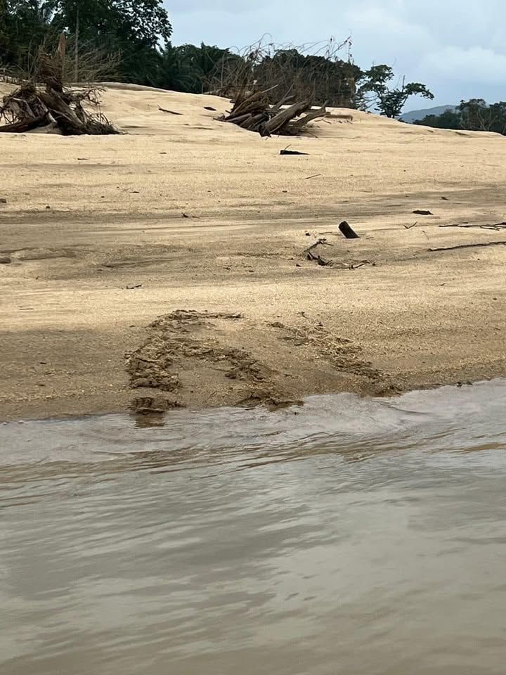 The Terrapin Nesting Season Is Coming. Yesterday, ..