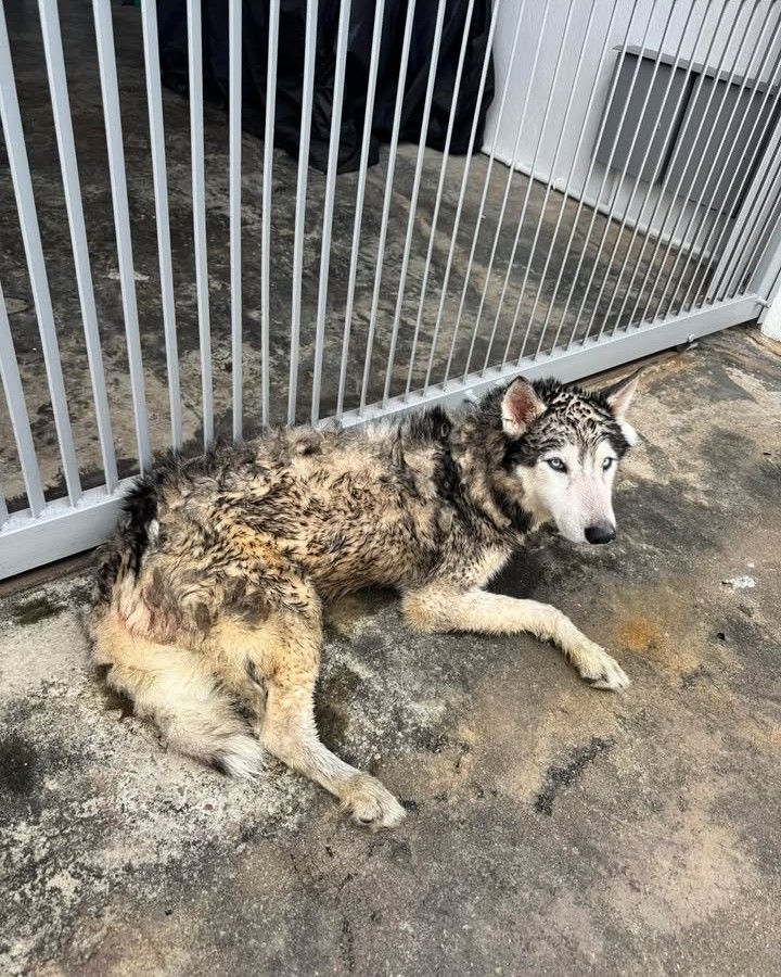 Male Husky Found In Bukit Mertajam. Possibly Injur..