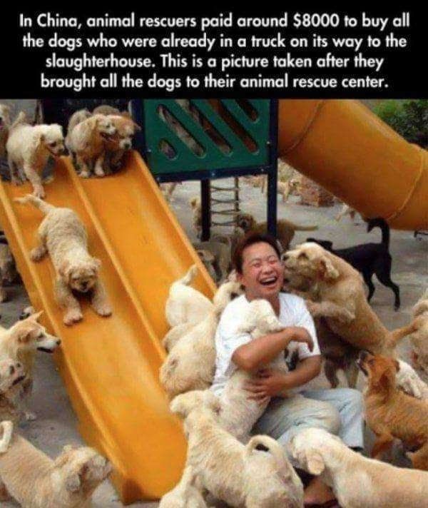 What A Blessed Sight. Rescuers And Dogs Are All Be..