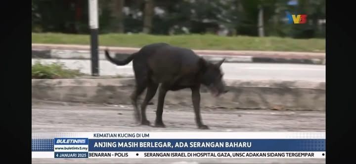 Dvs Wajar Paparkan Laporan Forensik Kucing Um