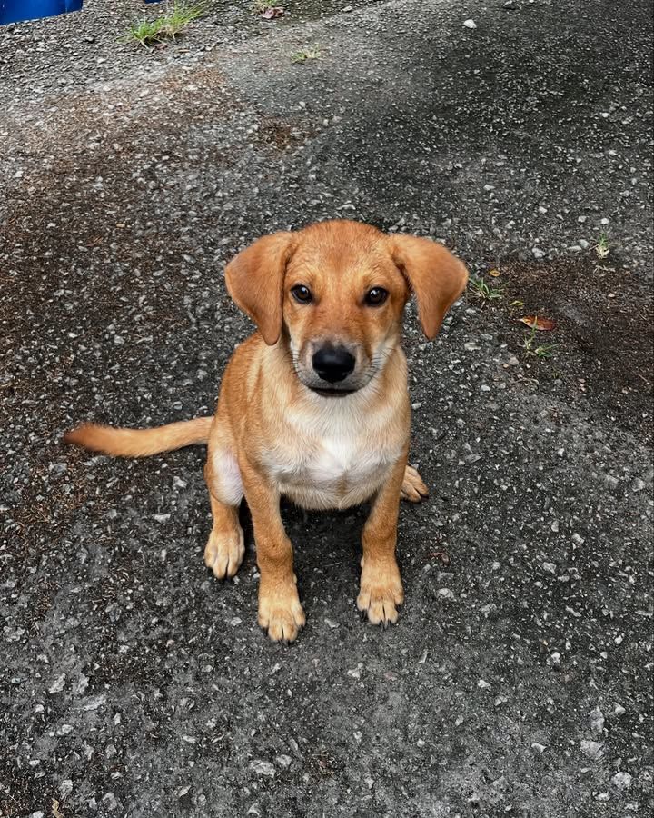 For Adoption. This Handsome Cutie Pie Is A Lone Ma..