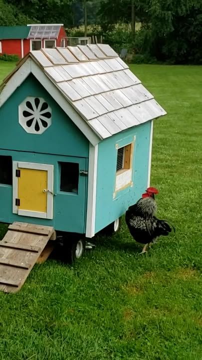 Rooster Sprints To His Wife Every Single Morning