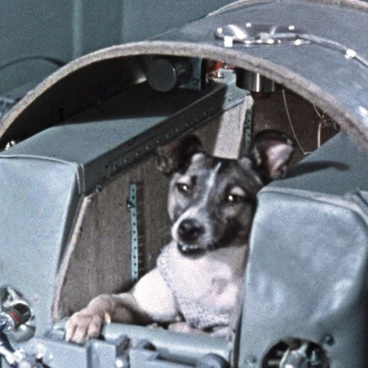 The Tragic Story Of Laika, The Soviet â€˜canine Cosmonautâ€™ Who Made Space History In 1957