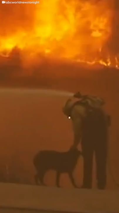 Dog Lost In The La Fires Brings Community Together