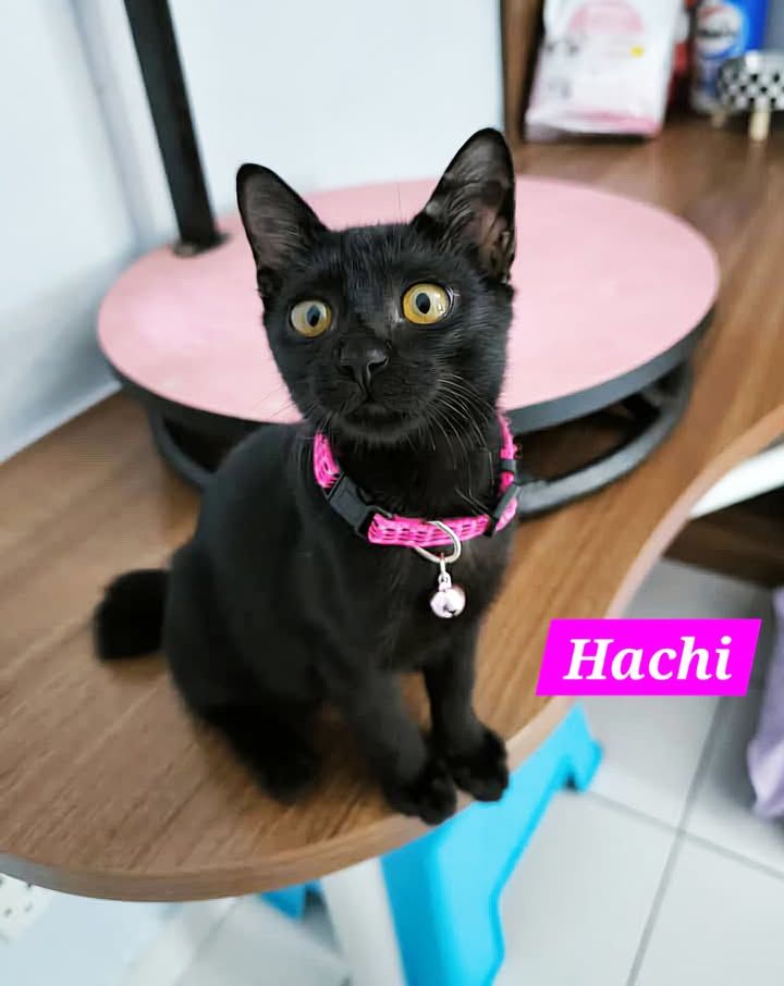 Meet Jolly, Jingle, Jet Hachi The Perfect Blend Of..