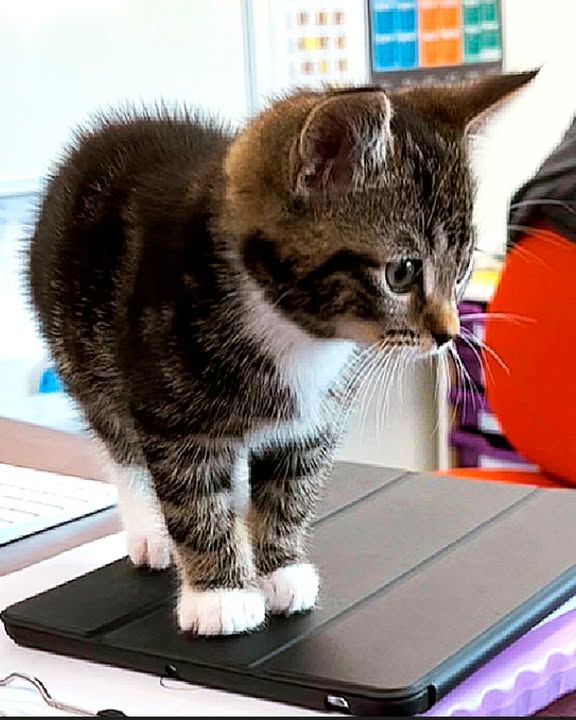 Cat Runs The School And Greets Teachers