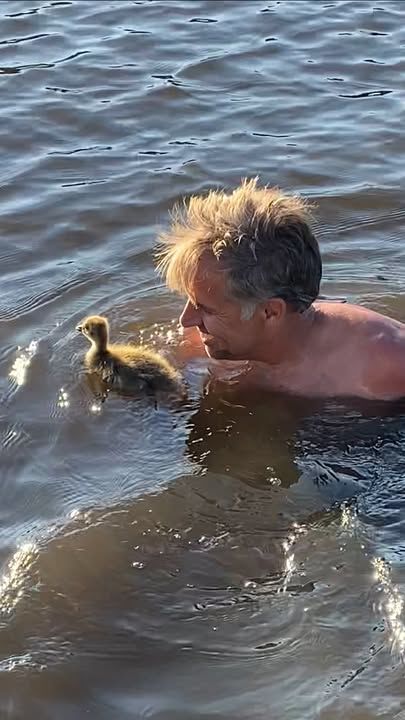 Man Becomes Baby Goose’s "Mom"