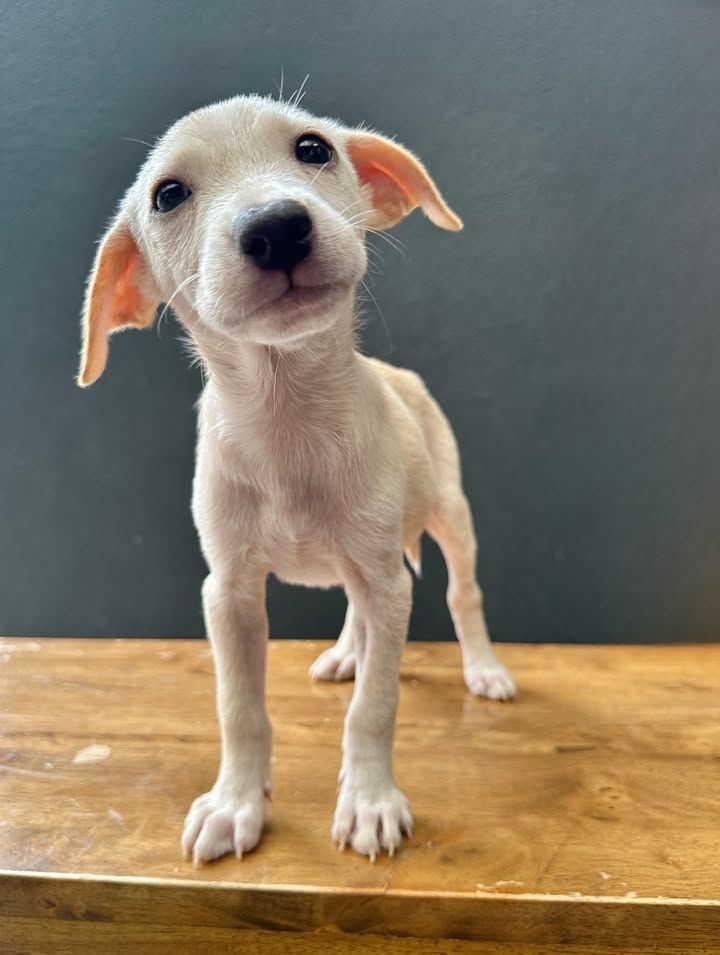 Meet Susie, The Eye-Catching Cream Puff Of Her Lit..